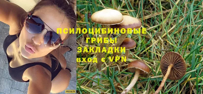 Галлюциногенные грибы Psilocybe  магазин продажи наркотиков  Белово 